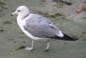 [California Gull]