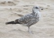 [California Gull]