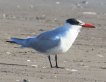 [Caspian Tern]