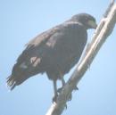 [Common Black-Hawk]