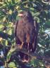 [Common Black-Hawk]