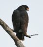 [Common Black-Hawk]