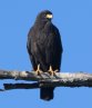 [Common Black-Hawk]