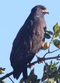 [Common Black Hawk]