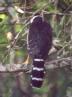 [Collared Forest-Falcon]