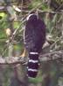 [Collared Forest-Falcon]
