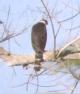 [Collared Forest-Falcon]