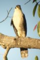 [Collared Forest-Falcon]