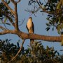 [Collared Forest-Falcon]