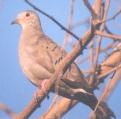 [Common Ground dove]