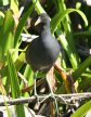 [Common Moorhen]