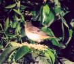 [Colima Warbler]