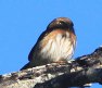 [Colima Pygmy Owl]