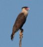 [Crested Caracara]