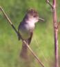 [Dusky-capped Flycatcher]