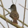 [Dusky-capped Flycatcher]