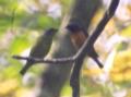 [Elegant Euphonia]