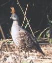 [Elegant Quail]