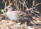 [Elegant Quail]