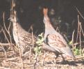 [Elegant Quail]