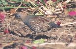 [Elegant Quail]