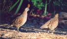 [Elegant Quail]