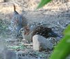 [Elegant Quail]