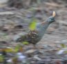 [Elegant Quail]