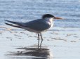 [Elegant Tern]