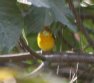 [Flame-colored Tanager]