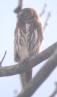 [Ferruginous Pygmy-Owl]