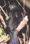 [Groove-billed Ani]