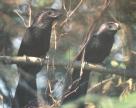 [Groove-billed Ani]