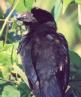 [Groove-billed Ani]