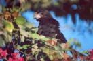 [Groove-billed Ani]