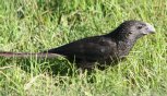 [Groove-billed Ani]