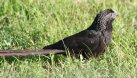 [Groove-billed Ani]