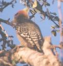 [Golden-cheeked Woodpecker]