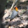 [Golden-cheeked Woodpecker]