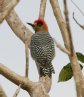 [Golden-cheeked Woodpecker]