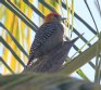 [Golden-cheeked Woodpecker]