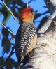 [Golden-cheeked Woodpecker]