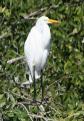 [Great Egret]