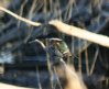 [Green Kingfisher]