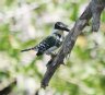 [Green Kingfisher]