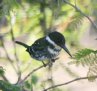 [Green Kingfisher]