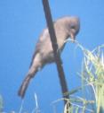 [Greater Pewee]