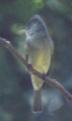[Greater Pewee]