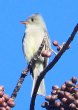 [Greater Pewee]