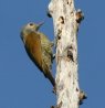 [Grey-crowned Woodpecker]